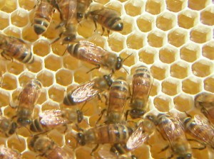 image of some bees on a honeycomb